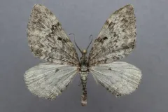 Xanthorhoe lagganata thumbnail 3