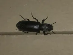 Stout's Hardwood Borer thumbnail 4