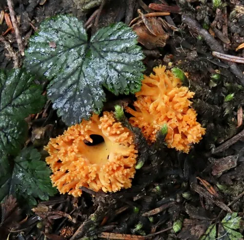 Ramaria aurantiisiccescens