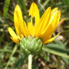 Stiff Sunflower thumbnail 3