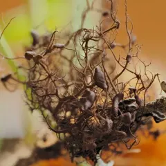 Tufted Foxtail Lichen thumbnail 3