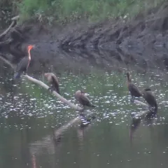 Double-crested Cormorant thumbnail 5