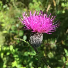 swamp thistle thumbnail 4