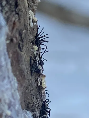 Caliciopsis pinea