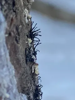 Caliciopsis pinea thumbnail 1