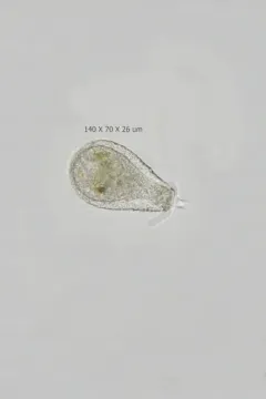 Nebela penardiana thumbnail 2