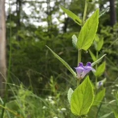 Marsh Skullcap thumbnail 4