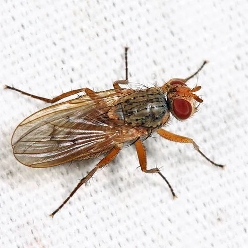 Eutrichota finitima