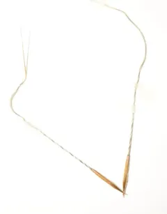 Western Porcupine Grass thumbnail 3