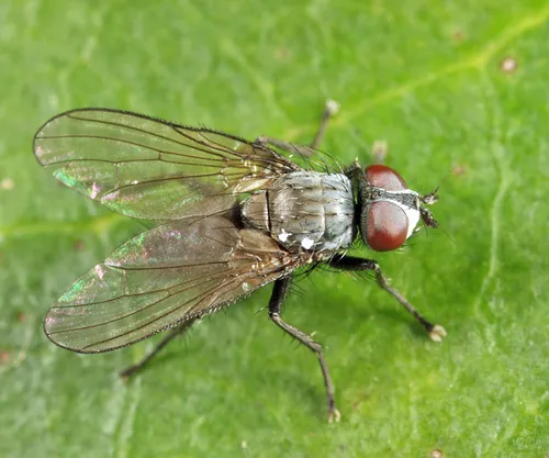 Phorbia sinuata