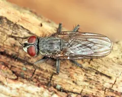 Leucophora unilineata thumbnail 2