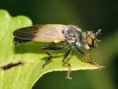 Appalachian Longhorn Robber thumbnail 2