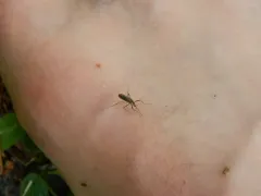 American rock pool mosquito thumbnail 4