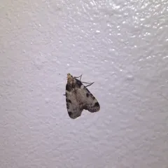 Calico Pyralid thumbnail 1