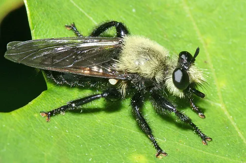 Laphria virginica