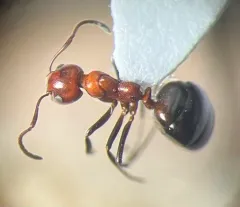 Mary's Odorous Ant thumbnail 3