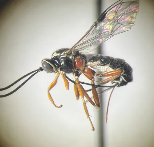 Lycorina albomarginata