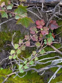 creeping Taiwan bramble thumbnail 4