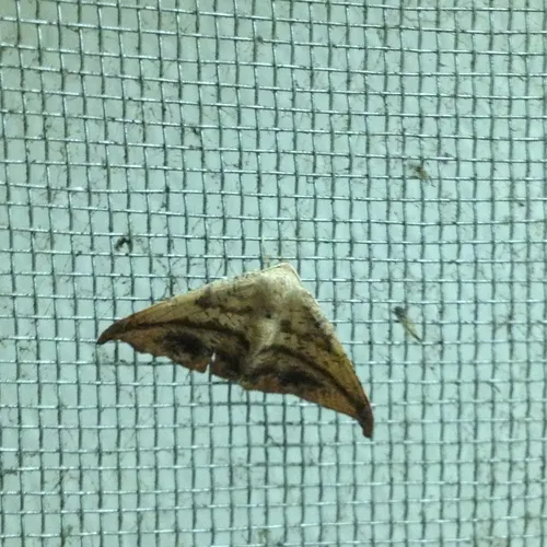Juniper Geometer Moth