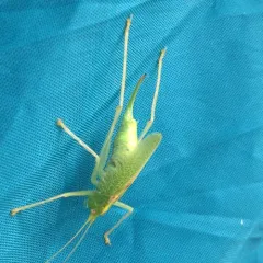 Oak Bush-cricket thumbnail 1