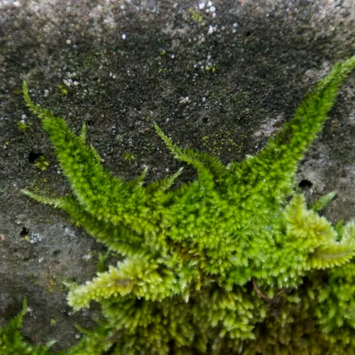 Nuttall's homalothecium moss