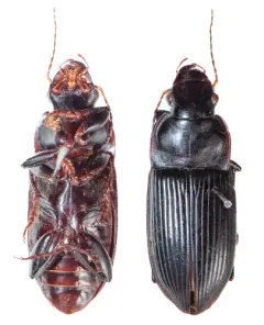 Murky Ground Beetle thumbnail 4