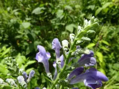Downy Skullcap thumbnail 2