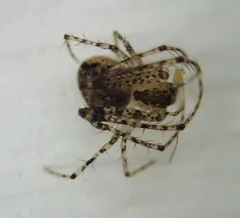 Reticulated Pirate Spider thumbnail 2
