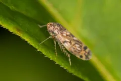 Xestocephalus similis thumbnail 1