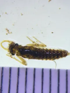 Paraleptophlebia bicornuta thumbnail 4