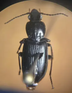 Pterostichus tenuis thumbnail 2
