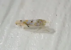 Erythroneura vagabunda thumbnail 4