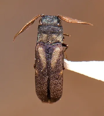 Xenorhipis brendeli