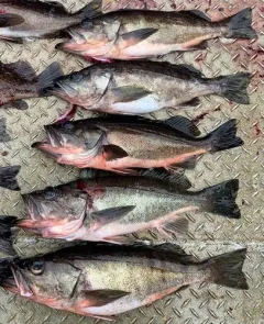 Silvergray Rockfish thumbnail 3