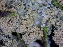 Hairy Pimple thumbnail 4