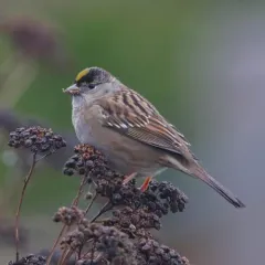 Golden-crowned Sparrow thumbnail 4