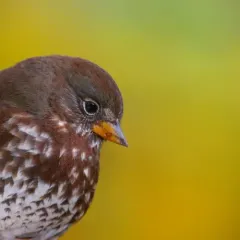 Fox Sparrow thumbnail 2