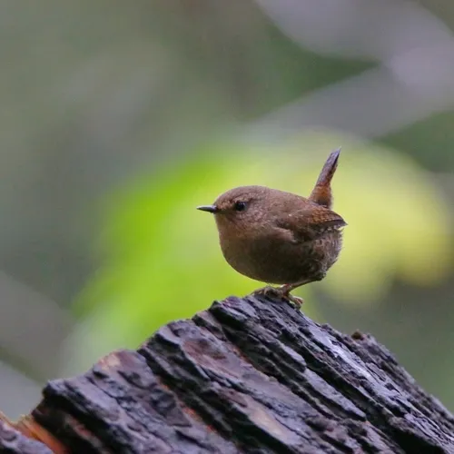 Pacific Wren
