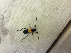 White Oak Branch Girdler thumbnail 4