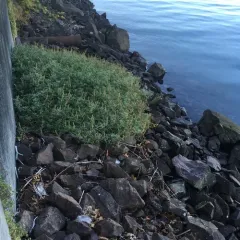 silver beachweed thumbnail 2