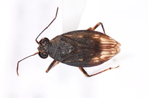 Macrosaldula monae
