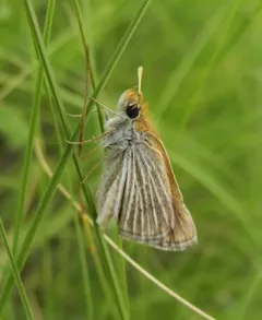 Poweshiek Skipperling thumbnail 3
