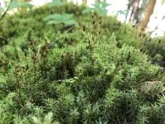 Austria Timmia Moss thumbnail 2