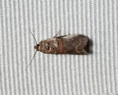 Acrobasis normella thumbnail 1