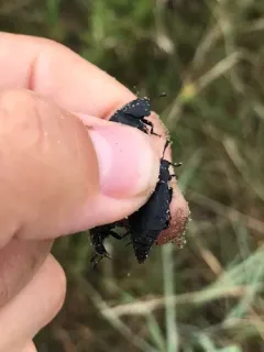 Thanatophilus truncatus thumbnail 2