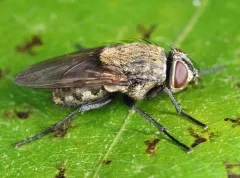 Pollenia labialis thumbnail 3