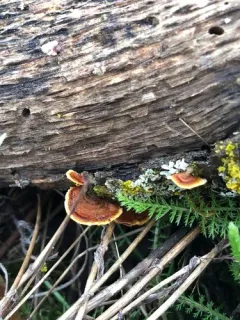 Stereum versicolor thumbnail 3