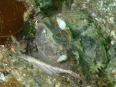 Odostomia tenuisculpta thumbnail 3