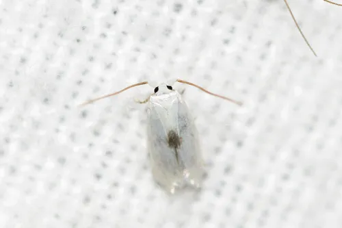 Gooseberry Barkminer Moth