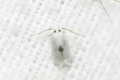 Gooseberry Barkminer Moth thumbnail 1